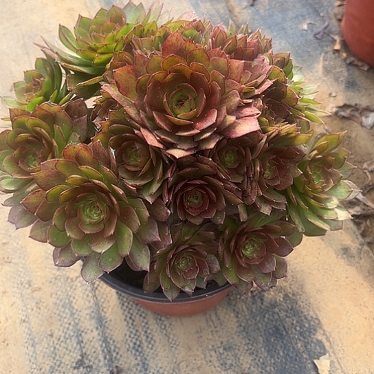 多肉植物红魔法师100