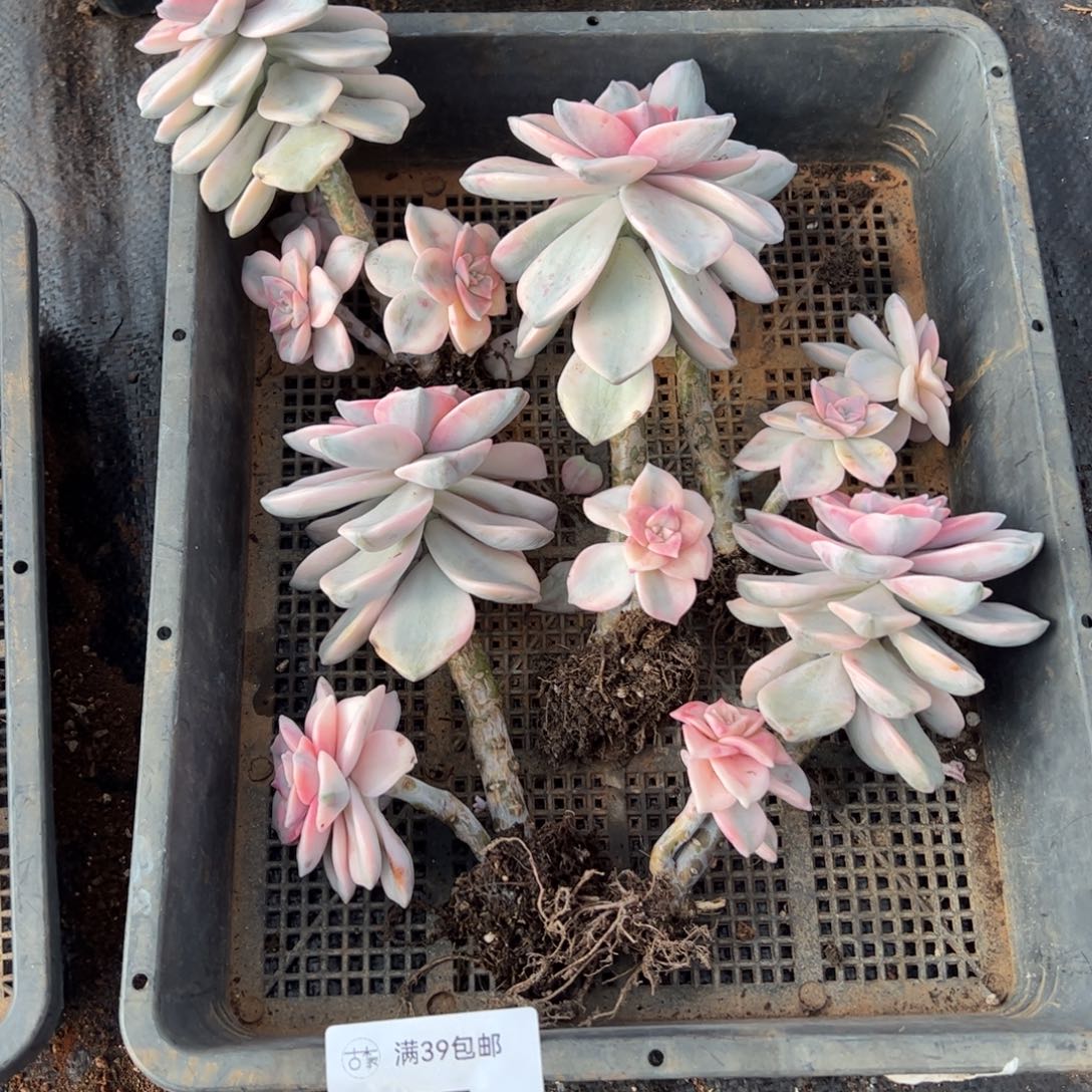 177紫乐锦老桩多肉植物