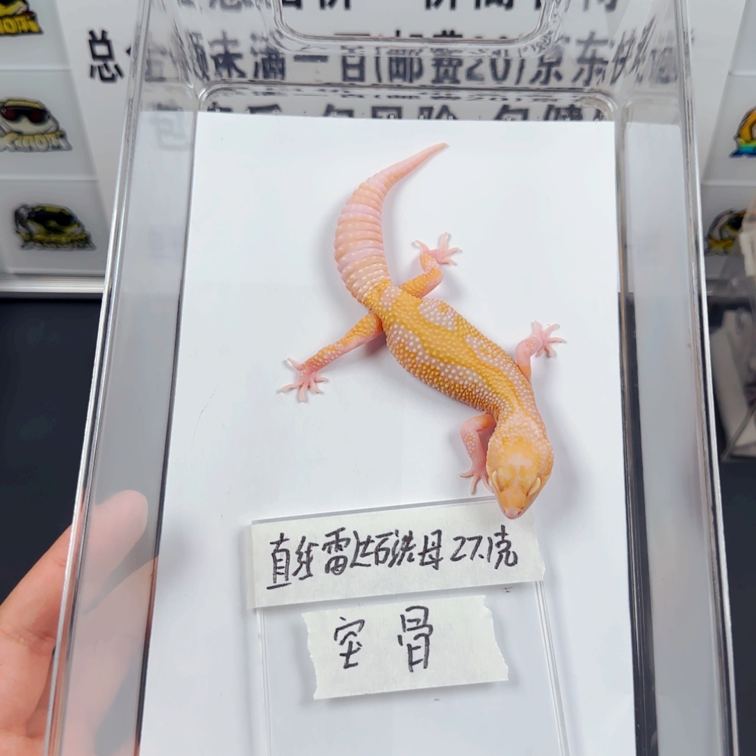 豹纹守宫直线雷达石洗妹妹