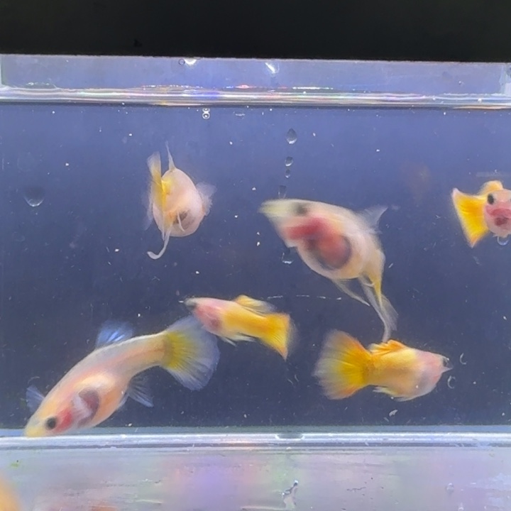 随****孔雀鱼黄金玻璃猫三公四母