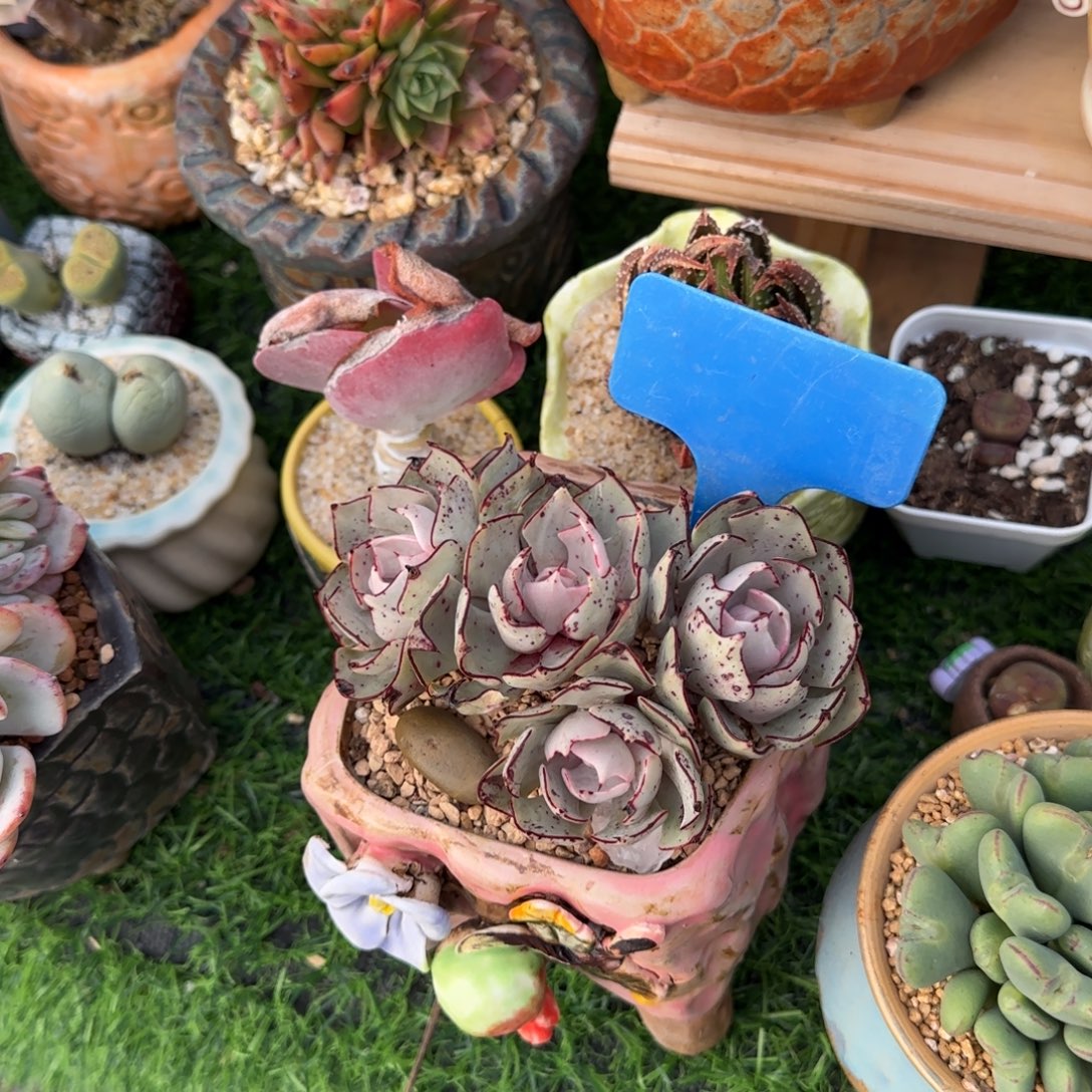 沿***~多肉植物健丝诺娃琼生