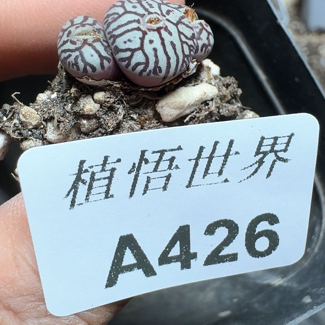 426号多肉植物哇f f g