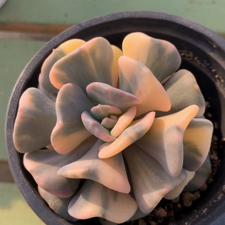 雪精灵锦锦上园艺一物一拍