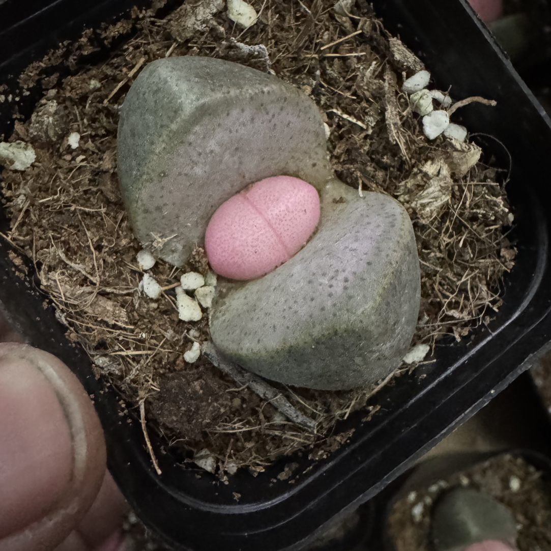 稀有贵货粉元宝多肉植物