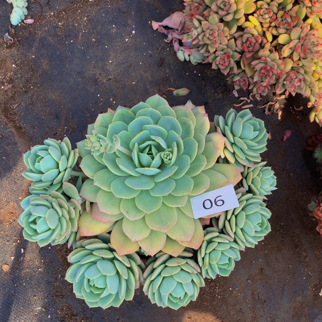 6恋曲一物一拍多肉