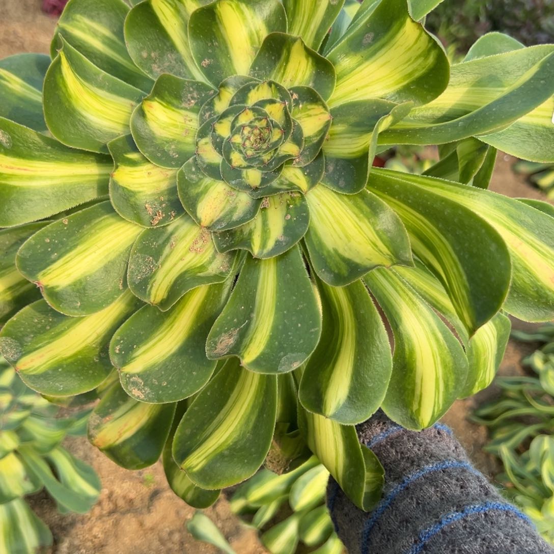 307暴君多肉植物