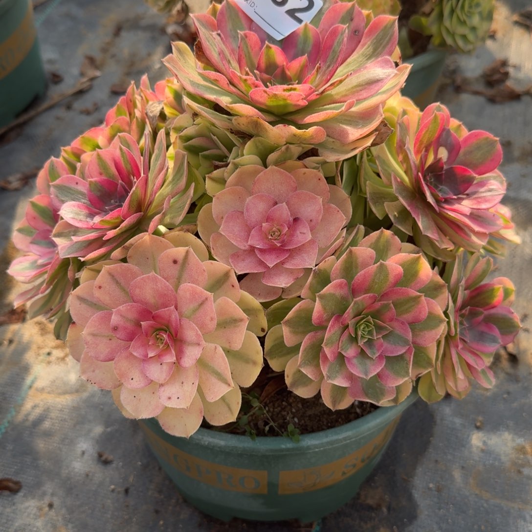 983组雨河多肉植物福利