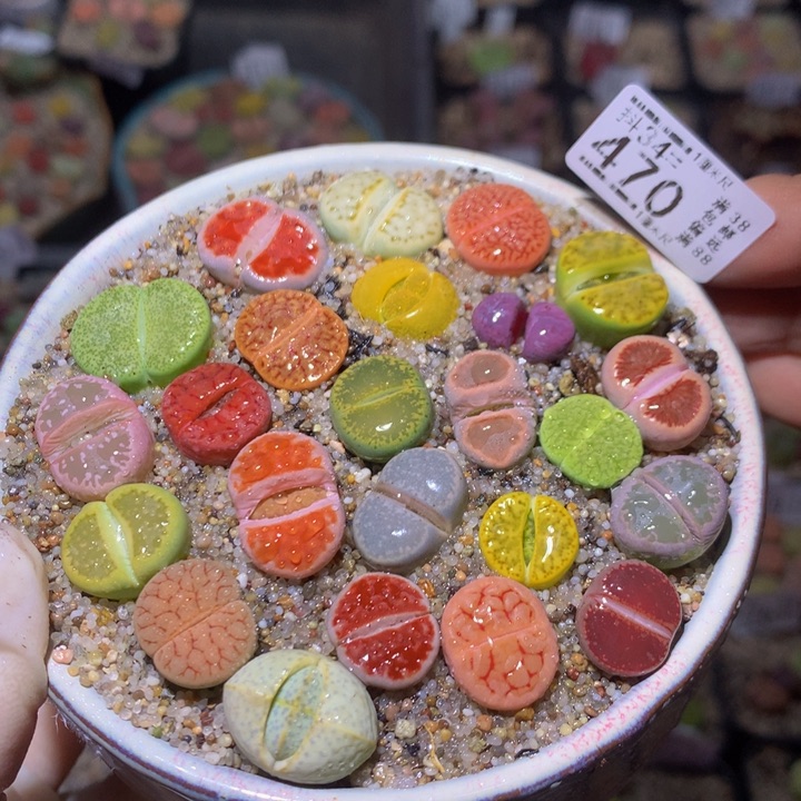 精品生石花34.470