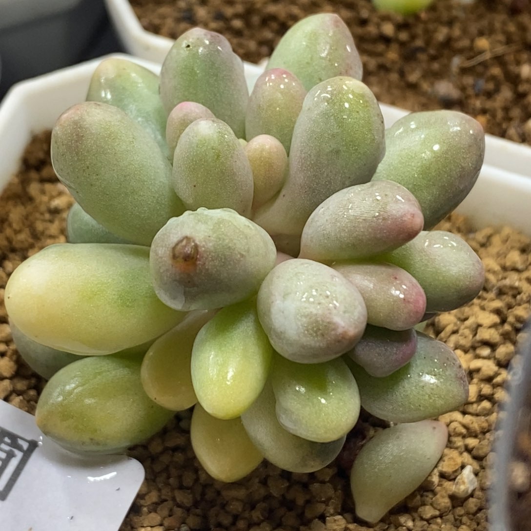 568手指锦自然双头