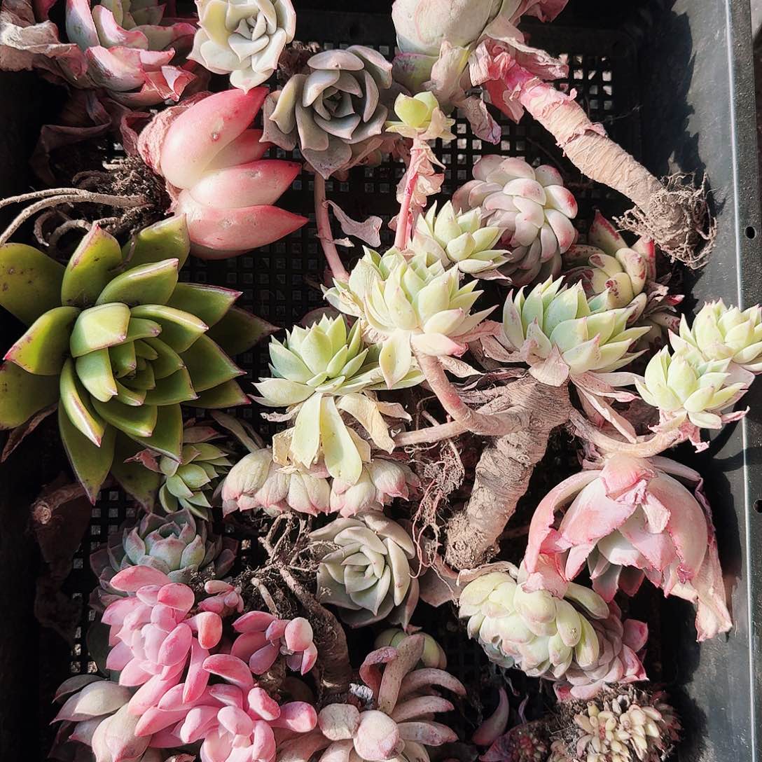 满20包邮零下拍保温箱66号筐无售后