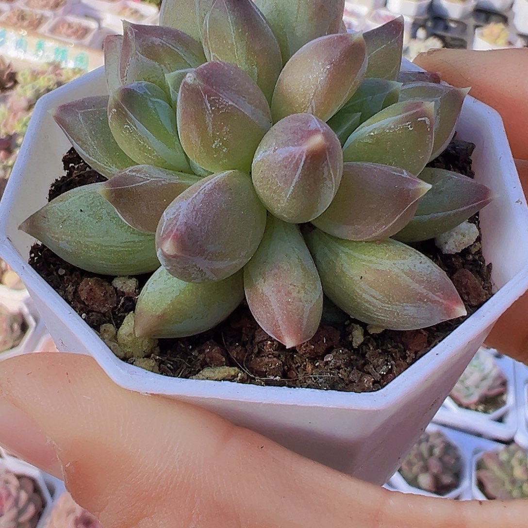 双头重楼19包邮多肉