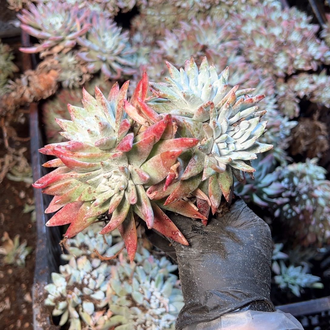 6410哈哈哈哈哈哈哈