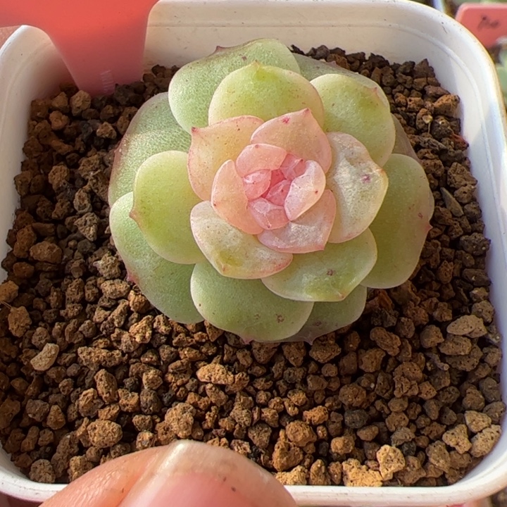 开播福利，一物一拍精品糖心，尺寸不大介意勿拍