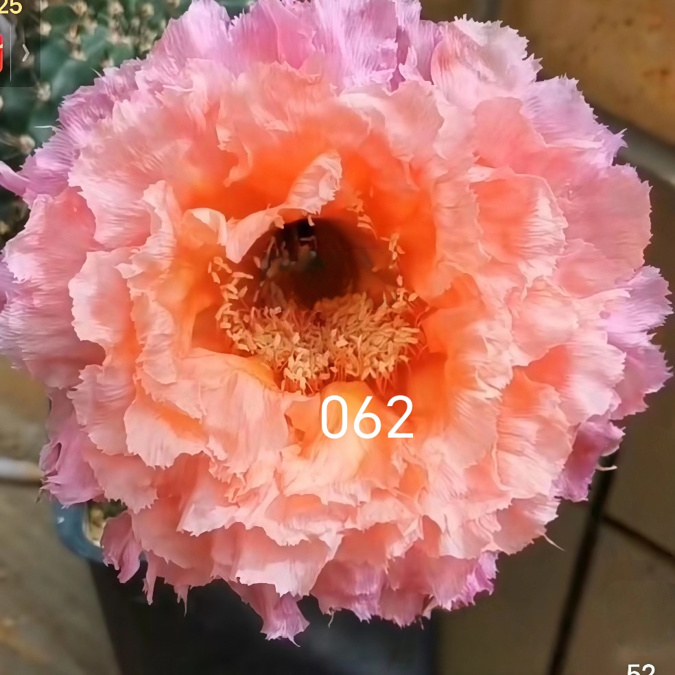 彩草062侧芽歪  满28包邮非偏远