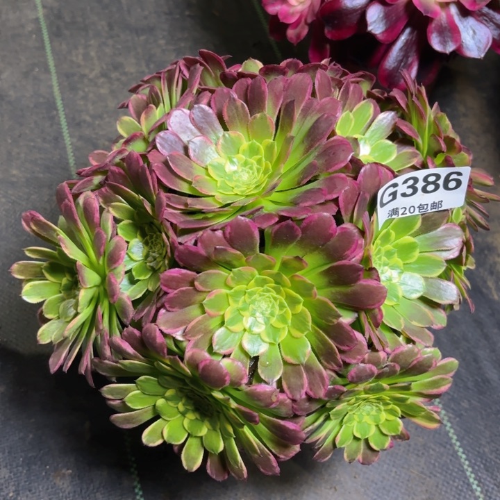 瑞妈园艺。01.27.386