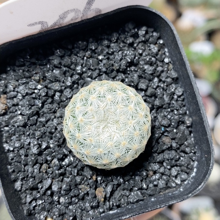 206号实生白岳丸2.5cm