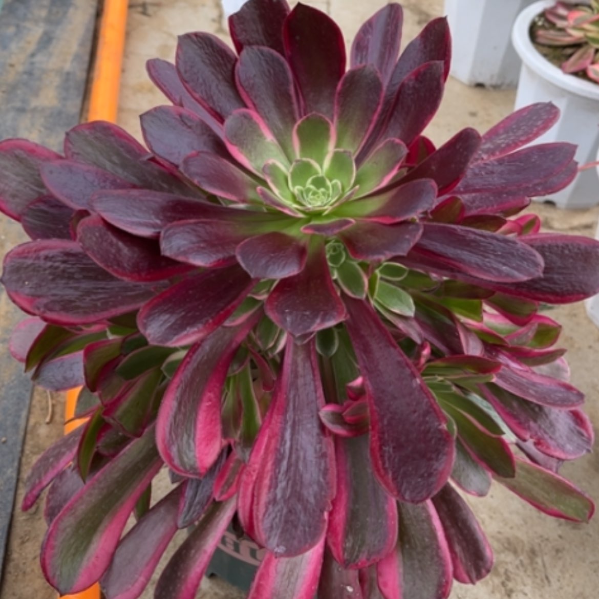 【闪购商品】32炫彩多肉法师