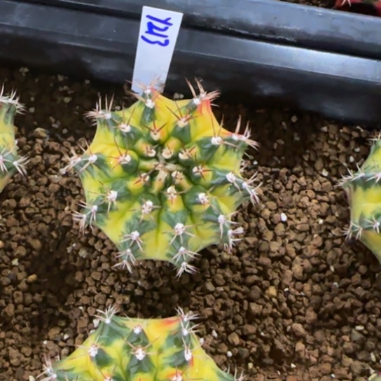 213-0122泰国发货松饼多肉