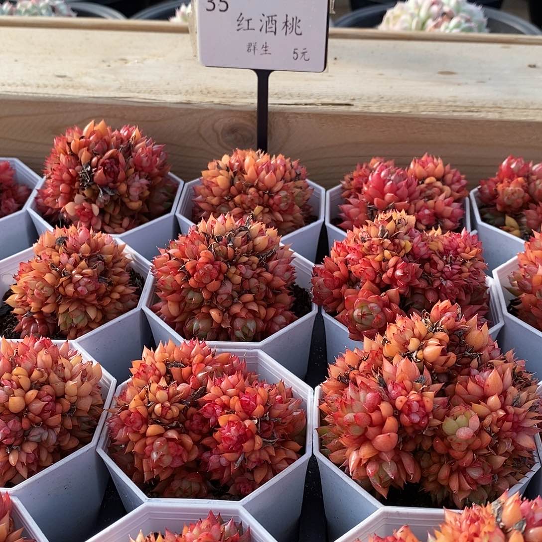 35红酒桃群生 福利