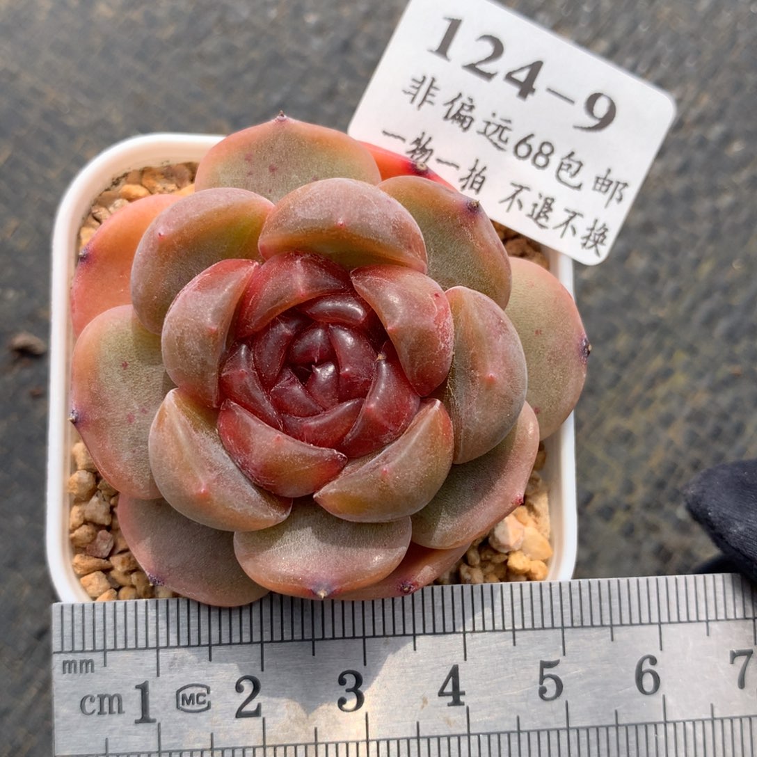 9。红色恋人。满六八包邮。