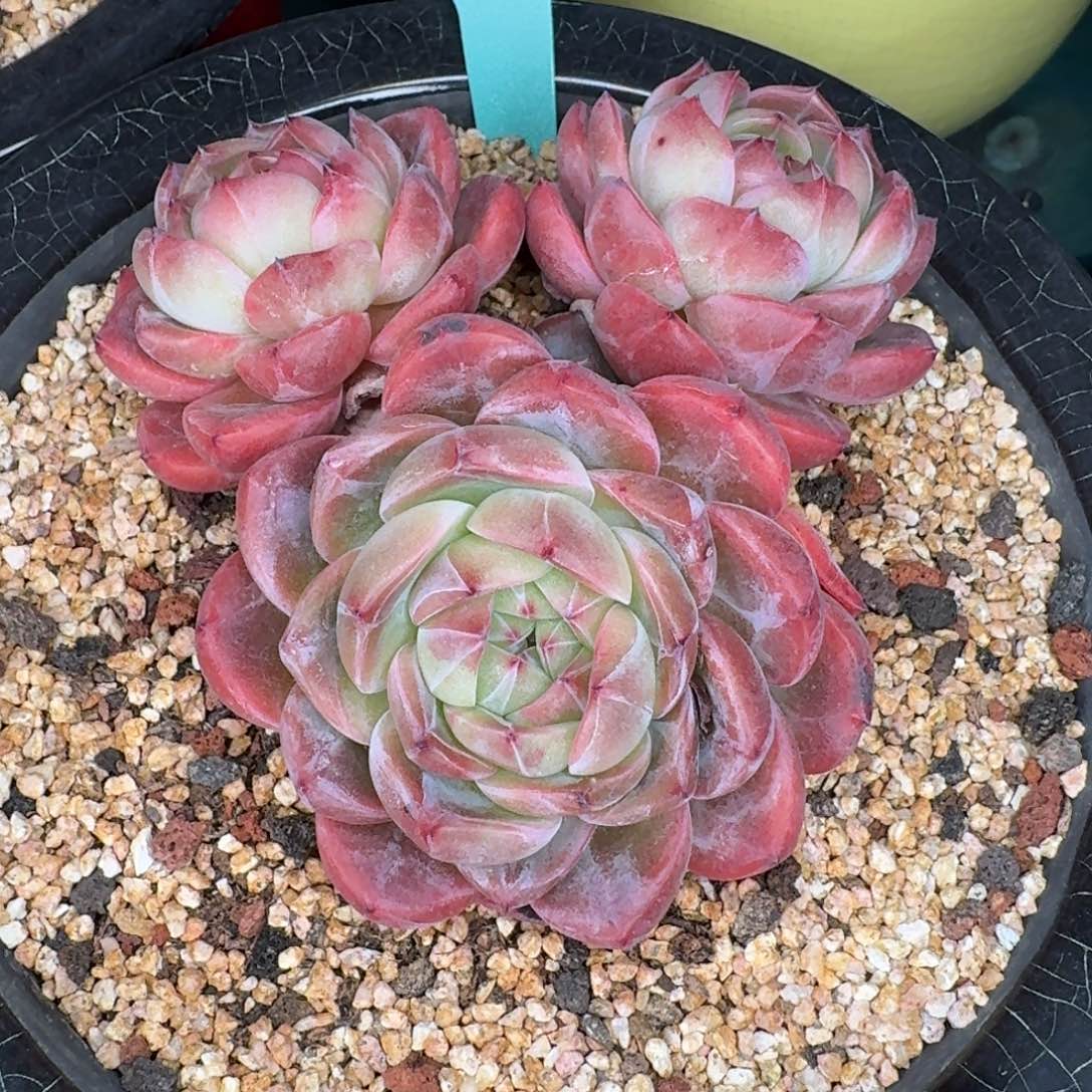 从前慢多肉精选编号1224.396