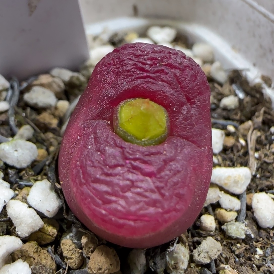 12.13。    1800.22。    2017