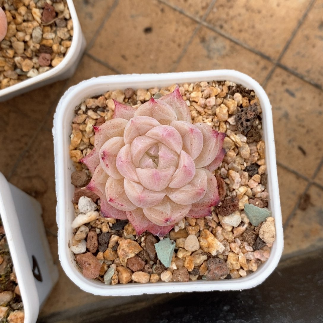 精品多肉一物一折不包整548