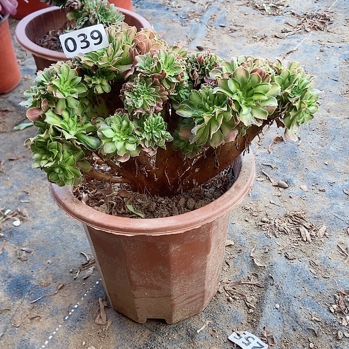 039韶华老庄缀化老板子法师