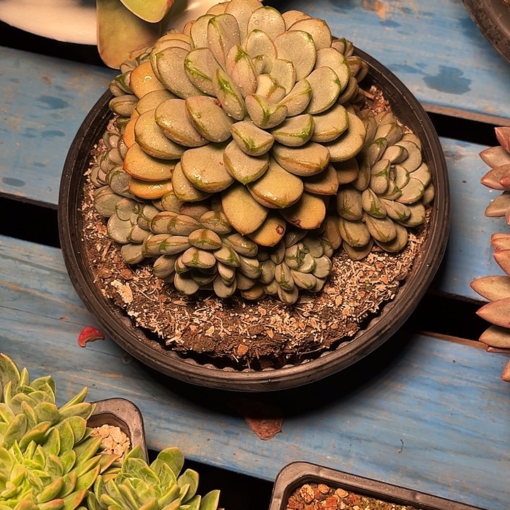 多肉植物一物一拍