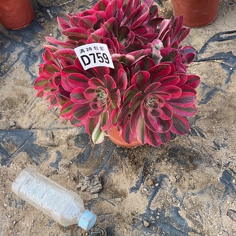 759女巫不包断枝