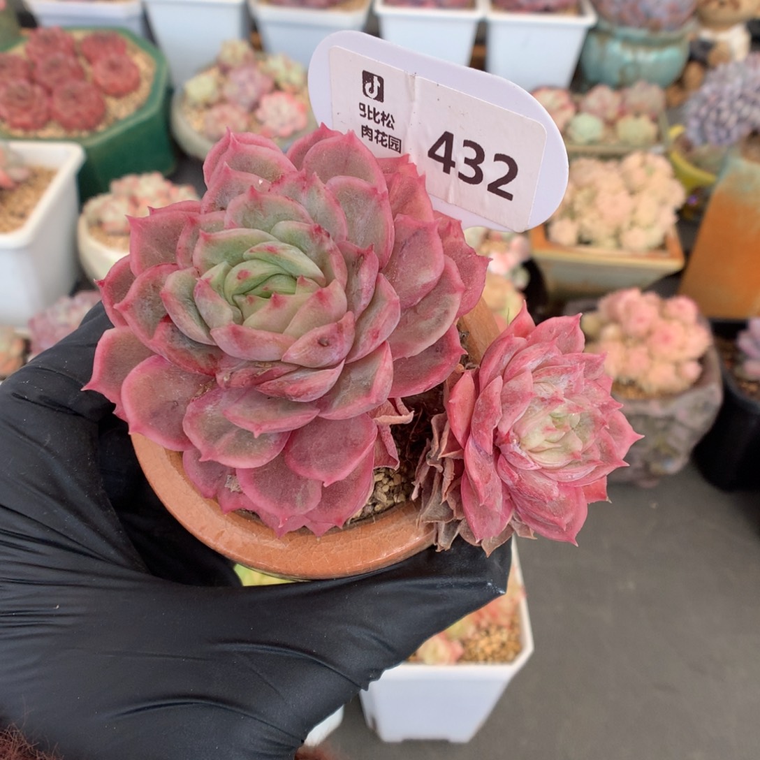 432 飘枝昂斯诺石化