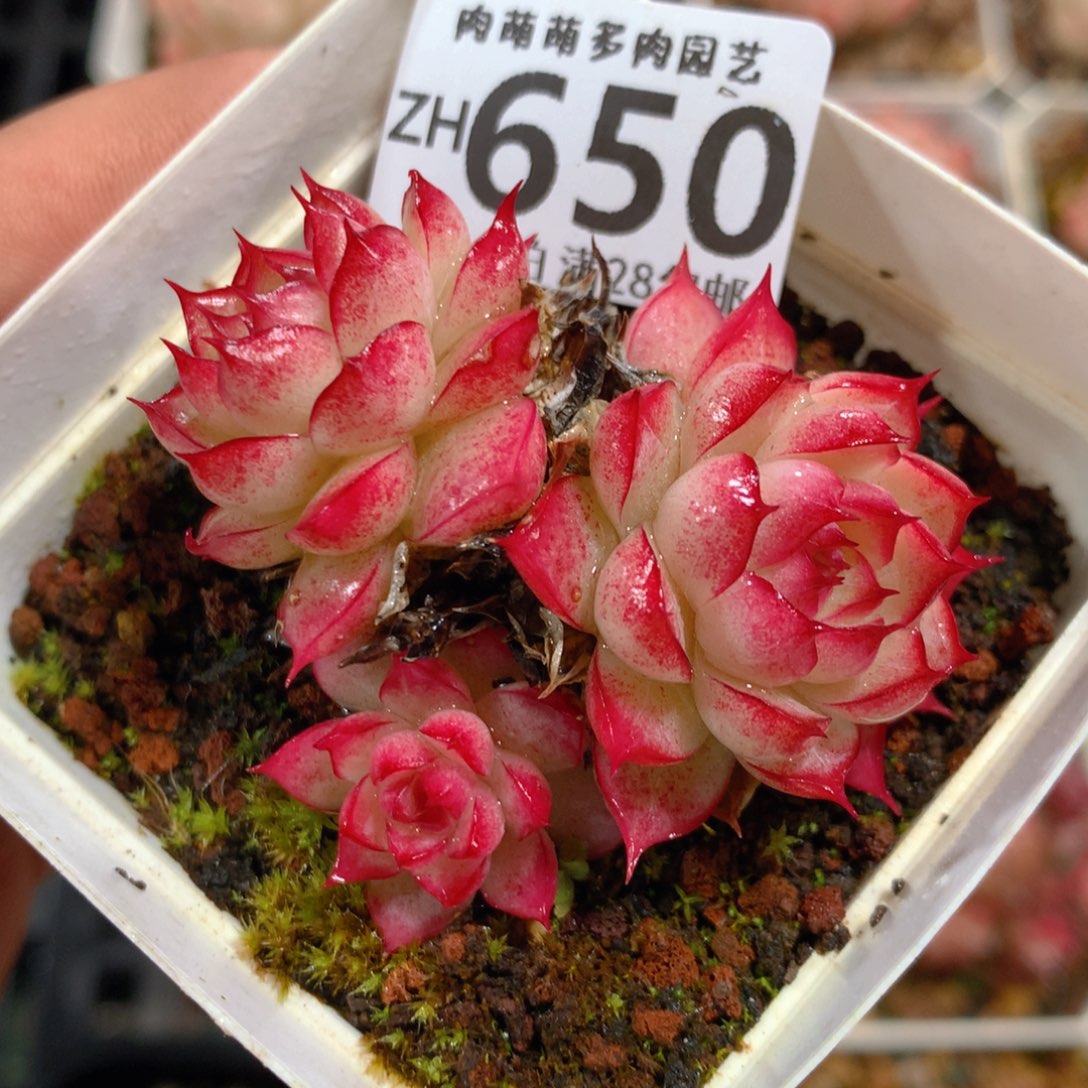 5CM拇指盆精控多肉ZH650