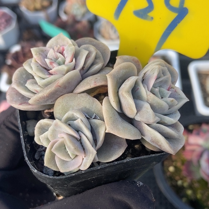 929石化可爱玫瑰多肉植物