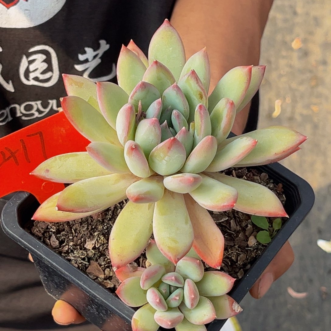 2417号上午多肉植物群生多肉
