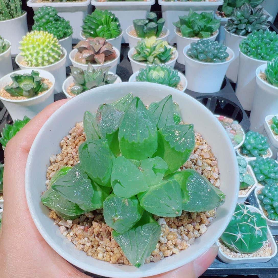 冰城寿多肉888888