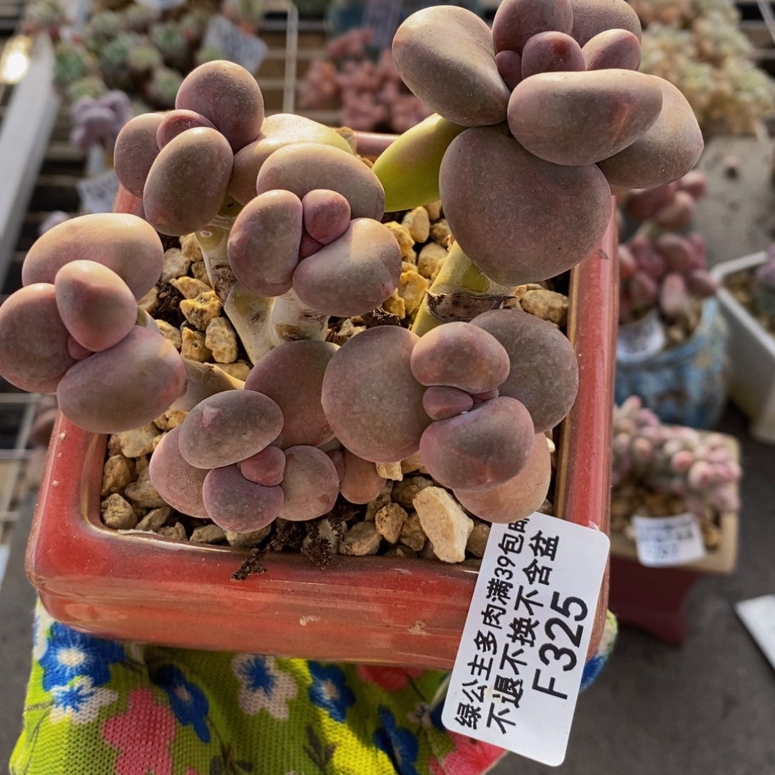 芒果奶酪金蟾Kk奶325/9c m