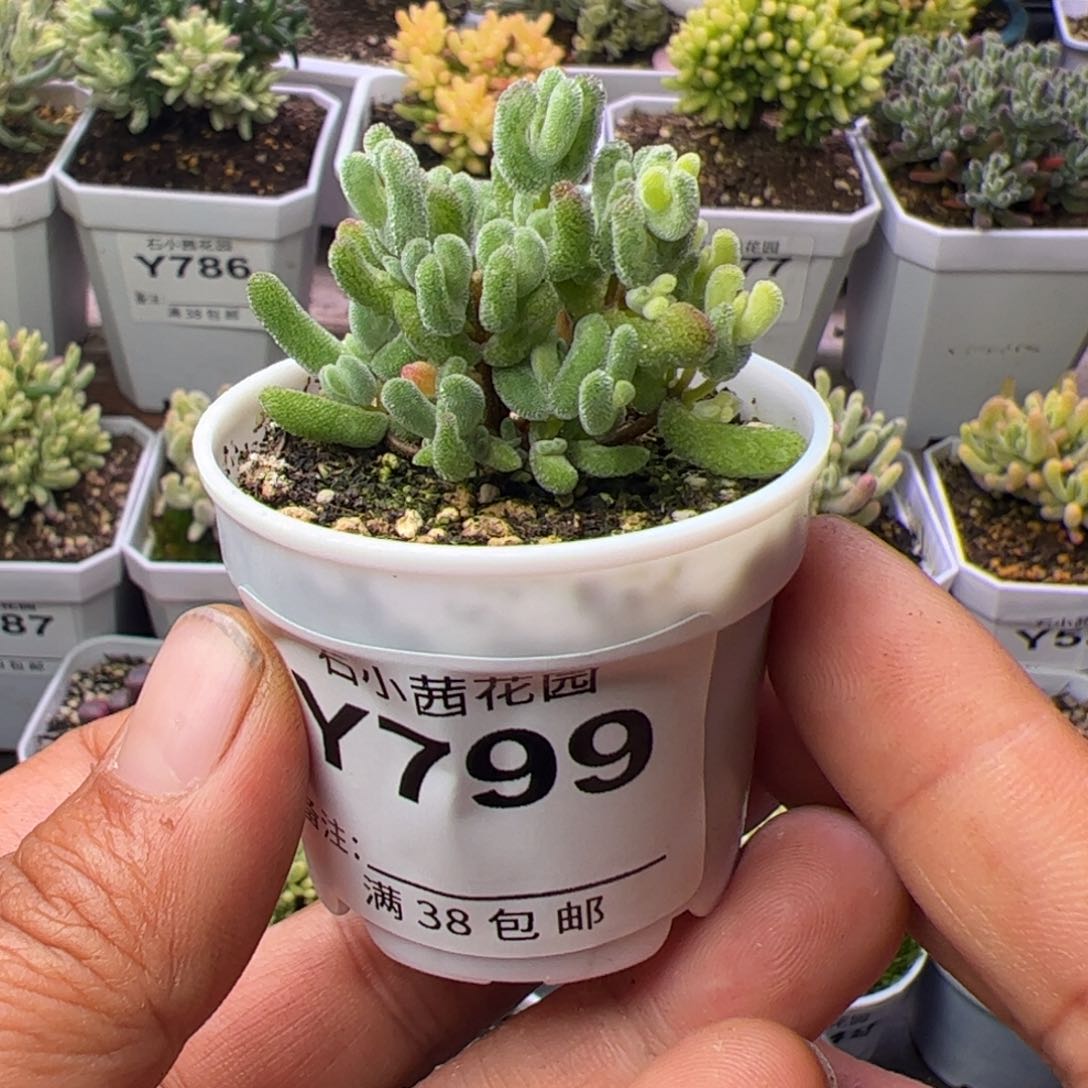 六**?多肉植物枝干月曲