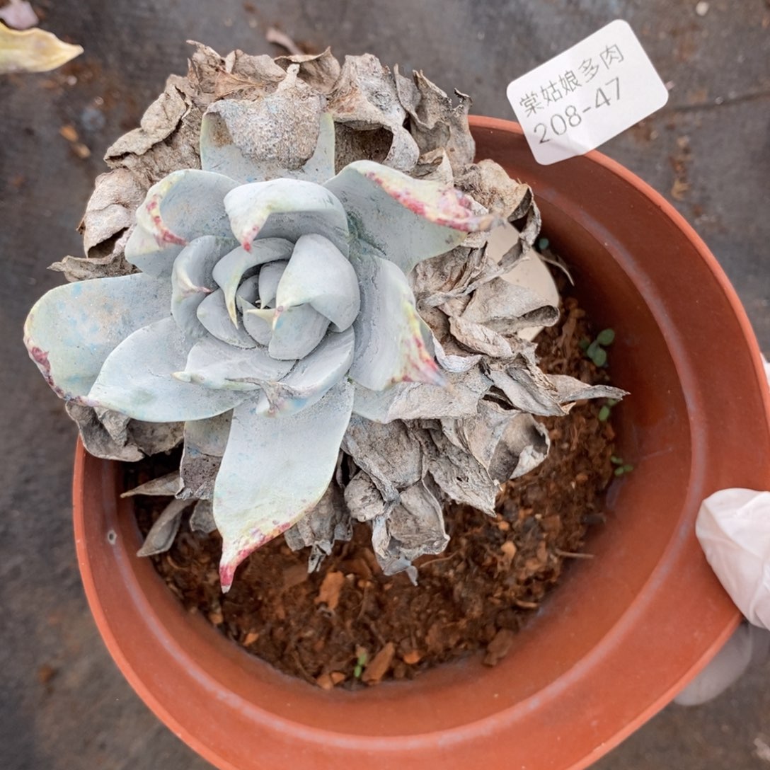 47号牡丹叶小可爱瑕疵