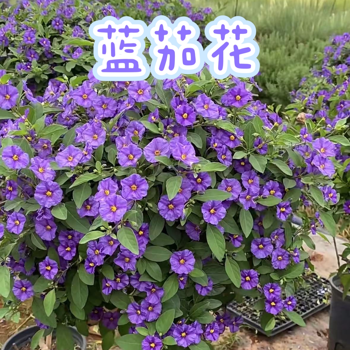 【蓝茄花】花彩蓝花茄盆栽苗阳台庭院花园花境种植多年生花卉