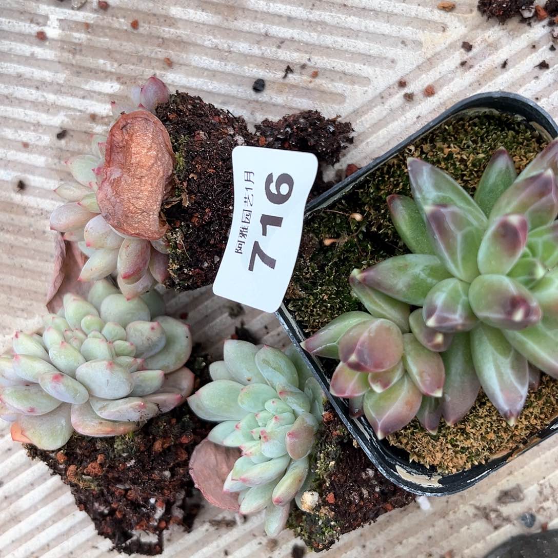 阿雅园艺。       716