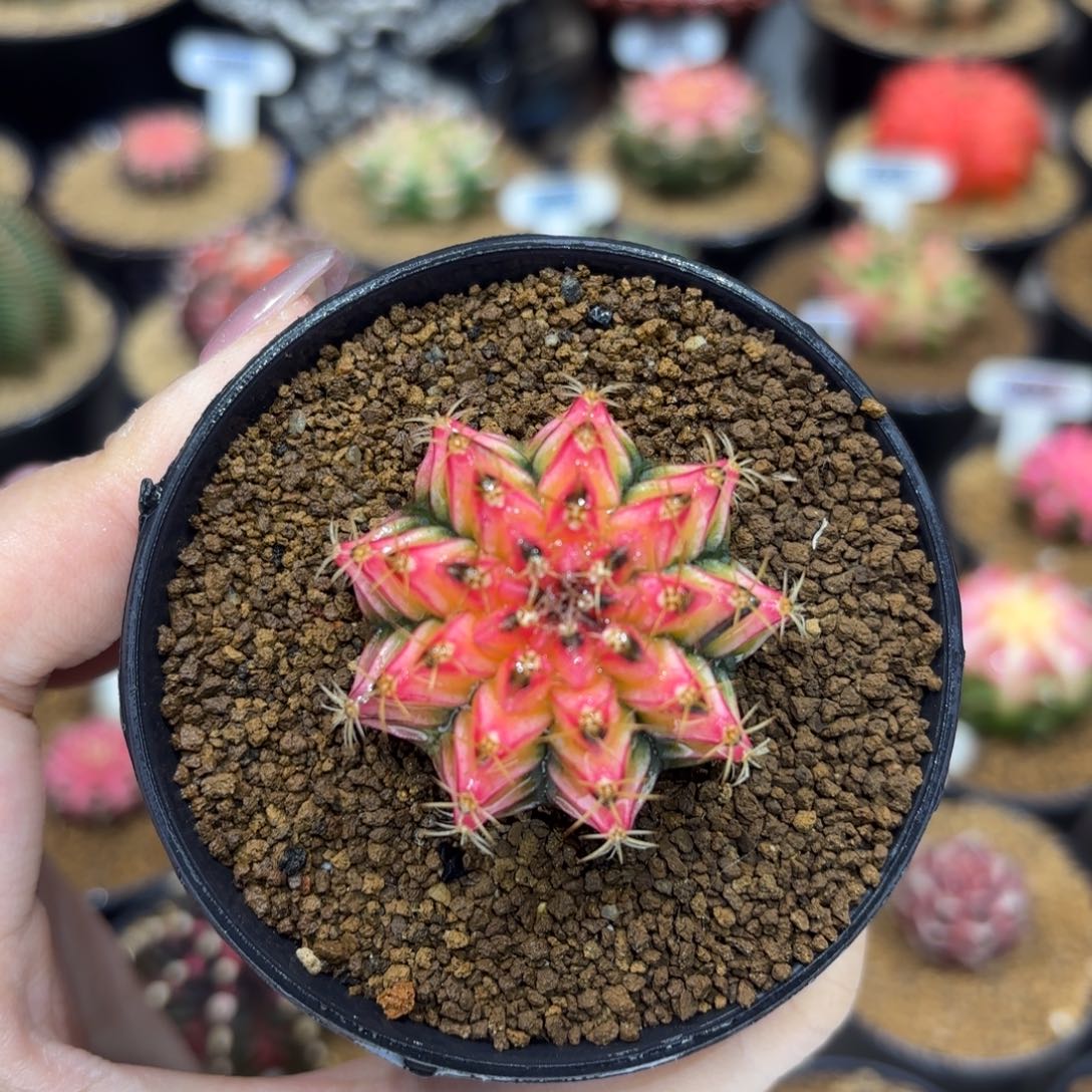 3.8cm泰系实生小精品