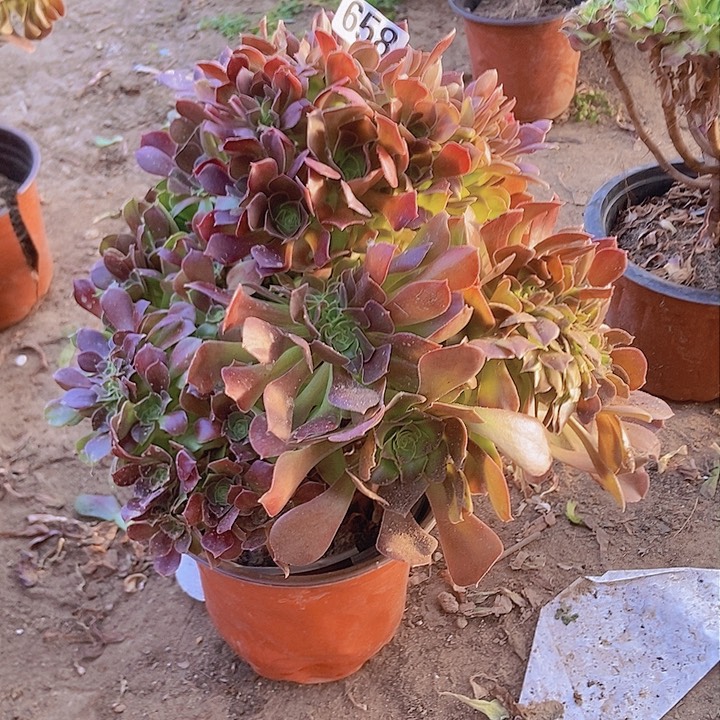 658紫杨蓉缀化老板子有断指