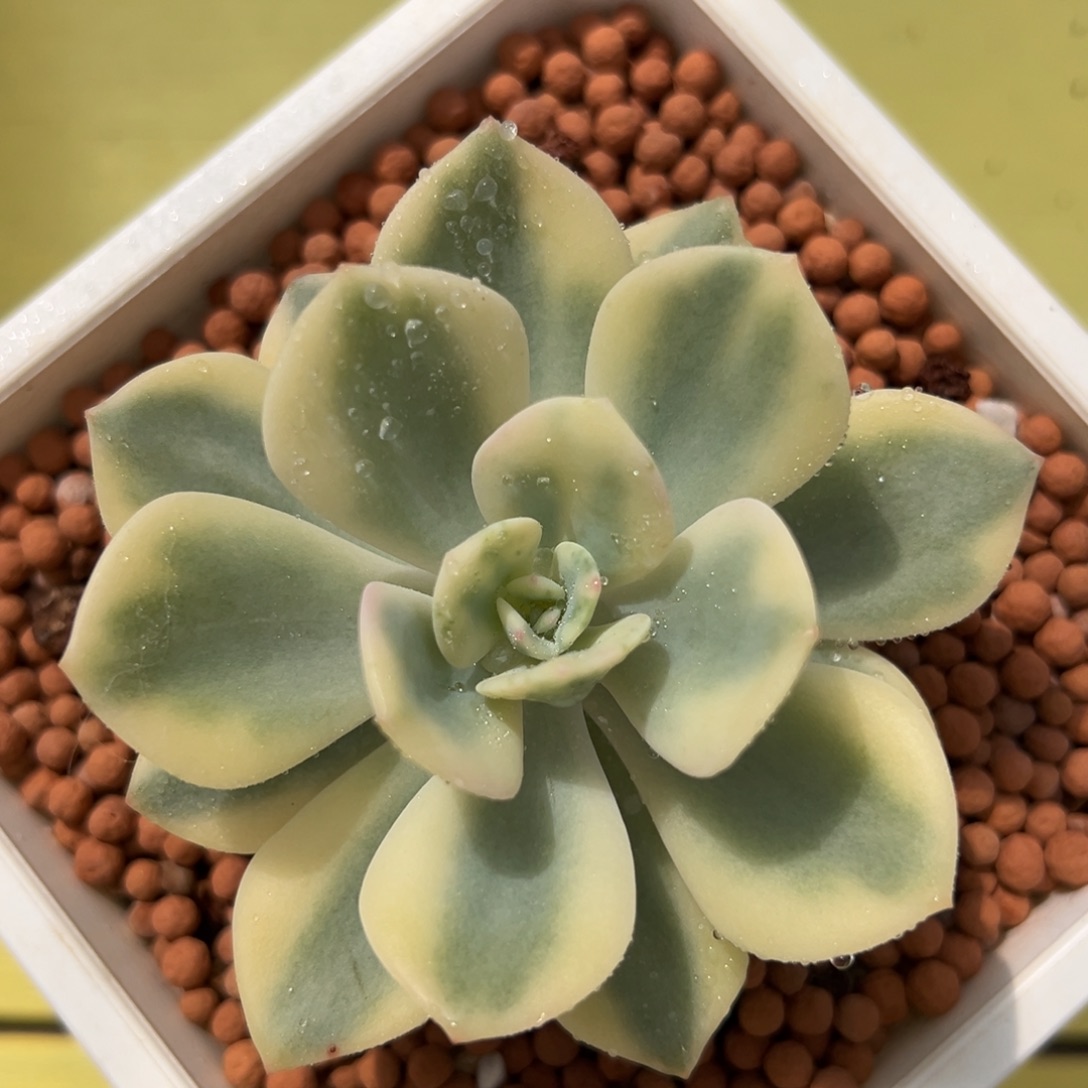 白月光锦，多肉植物