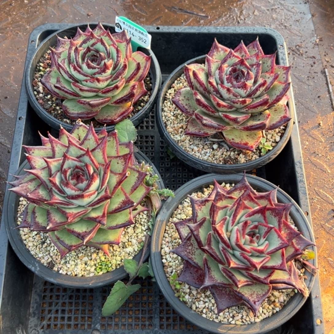 多肉精选编号0114.352