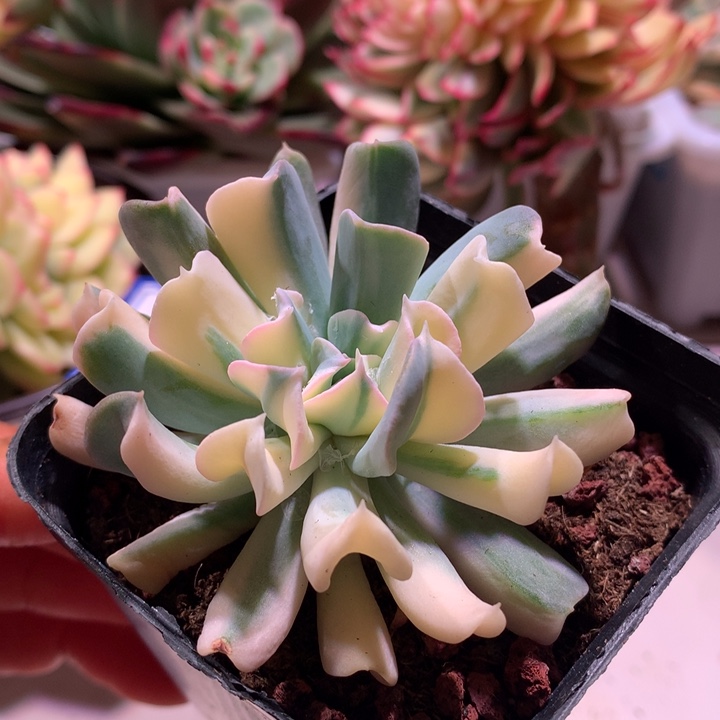 特玉莲锦锦锦锦锦锦