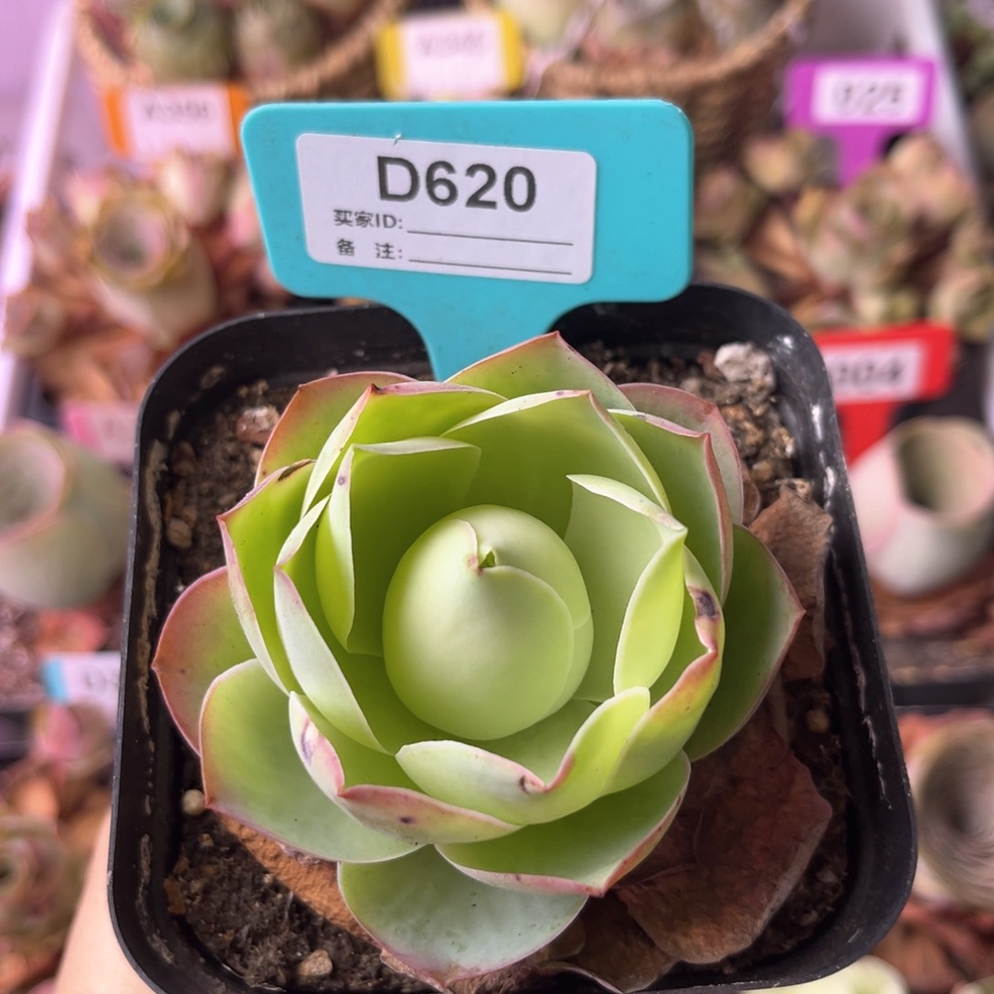 山地玫瑰生长期D620