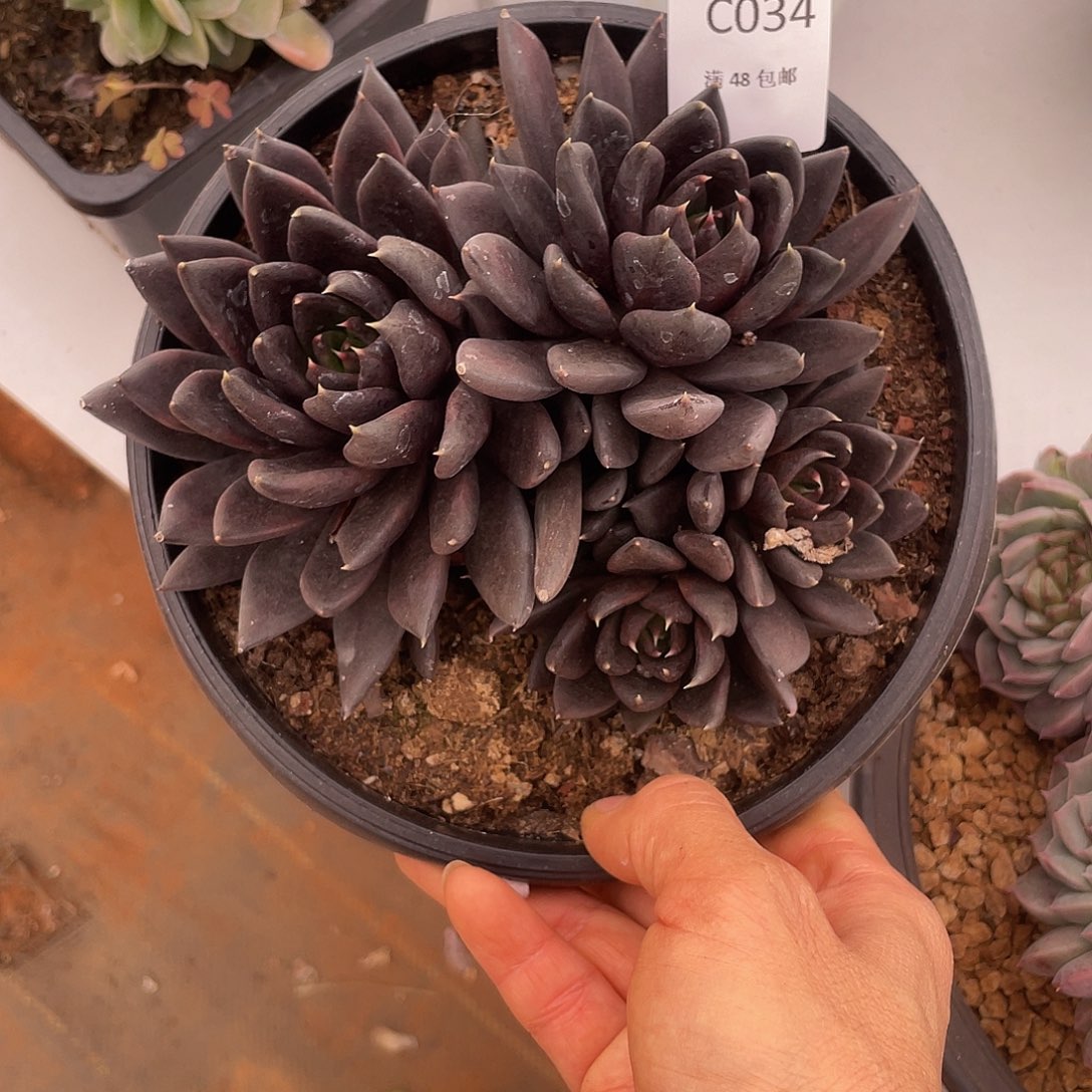 黑骑士034 8 多肉多肉多肉