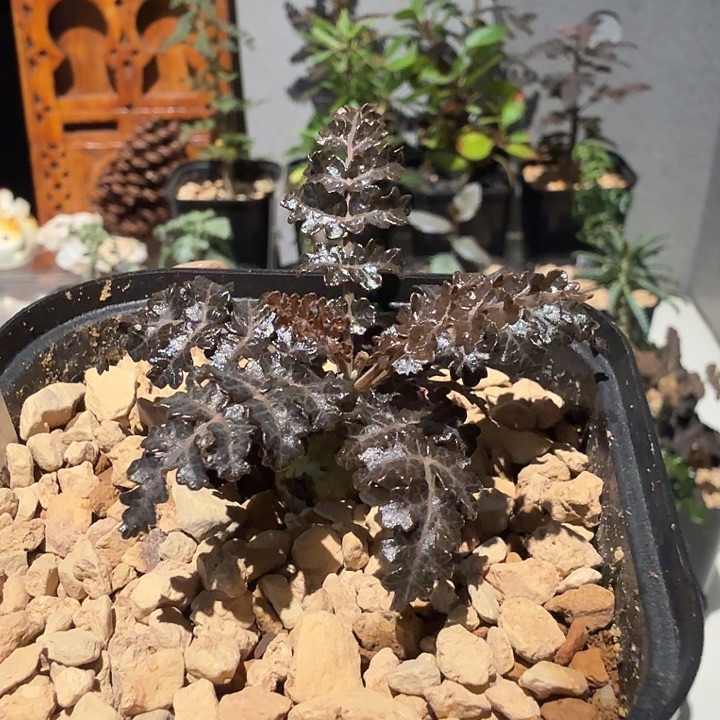 实生布拉塔自然杂交体一物一拍
