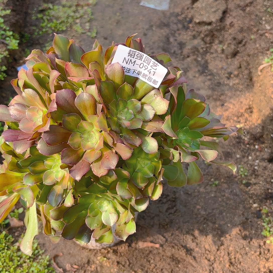 韶秀七彩多肉植物941