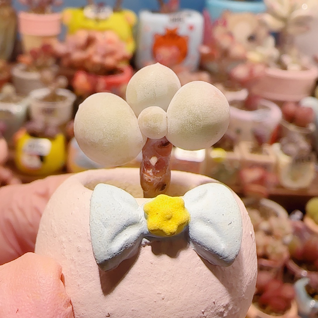 ～***～T圆圆米可奶盆口2cm